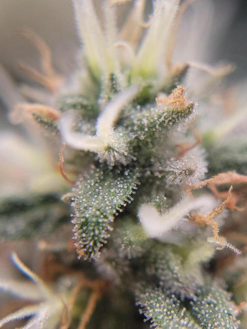 Mainlining & other curiosities. Week 19