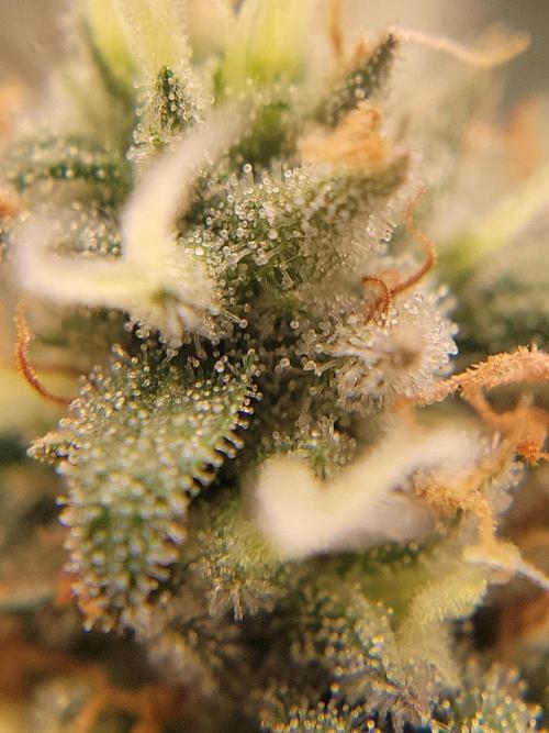 Mainlining & other curiosities. Week 19