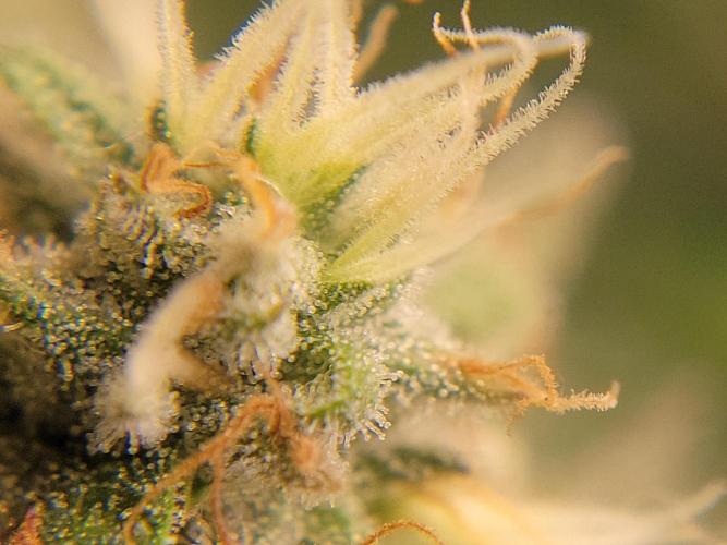 Mainlining & other curiosities. Week 19
