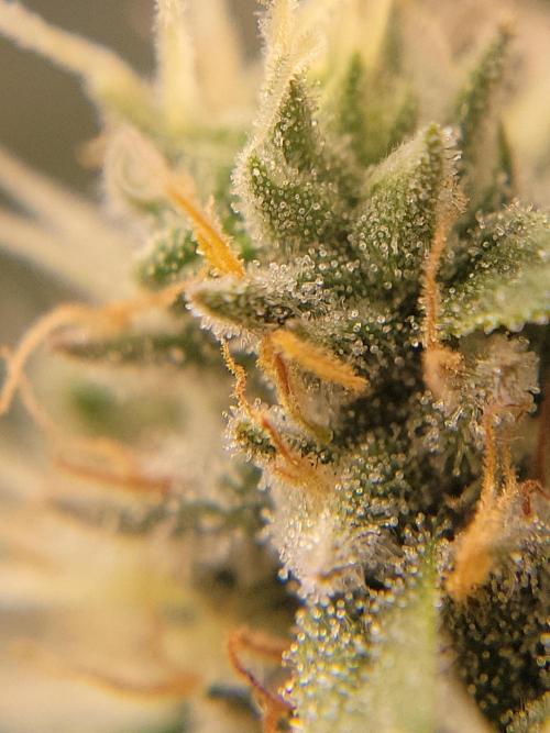 Mainlining & other curiosities. Week 19