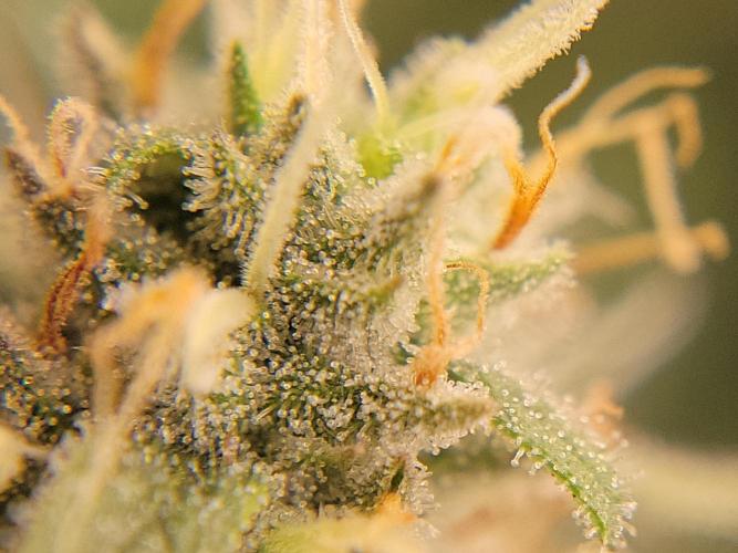 Mainlining & other curiosities. Week 19