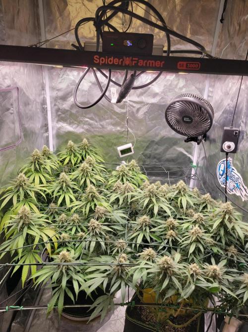Mainlining & other curiosities. Week 19