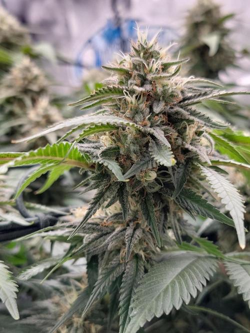 Mainlining & other curiosities. Week 19