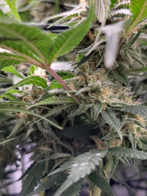 Mainlining & other curiosities. Week 19