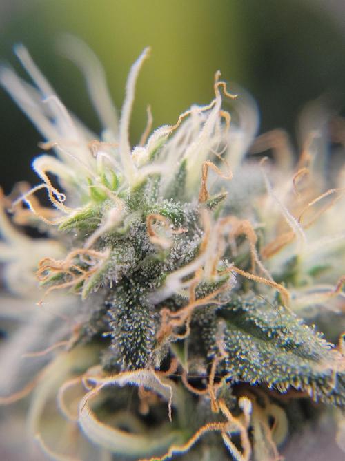 Mainlining & other curiosities. Week 19