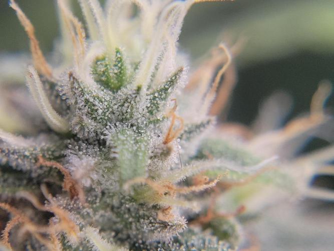Mainlining & other curiosities. Week 19