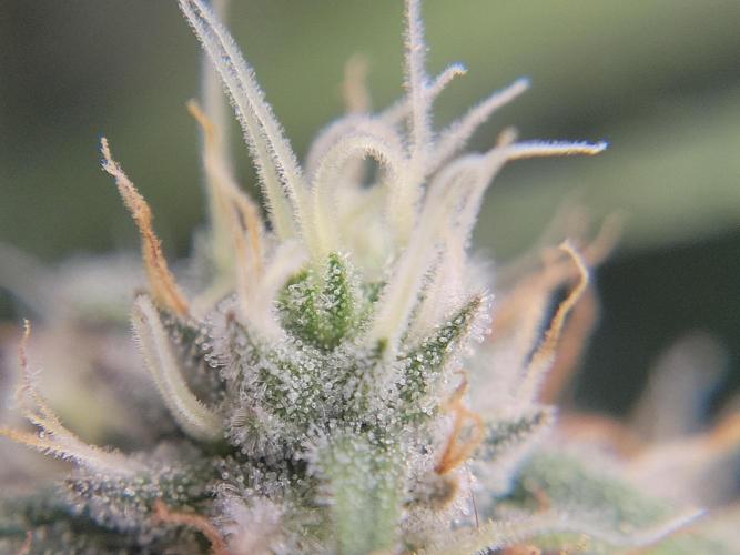 Mainlining & other curiosities. Week 19