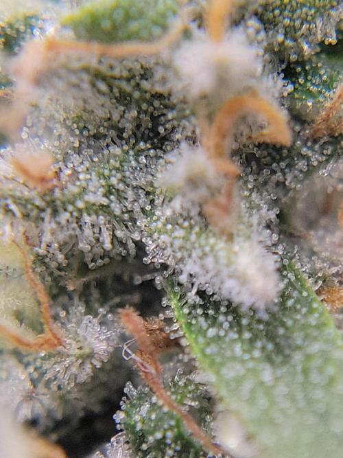 Mainlining & other curiosities. Week 19