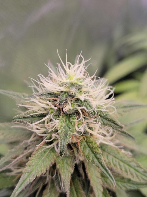 Mainlining & other curiosities. Week 19