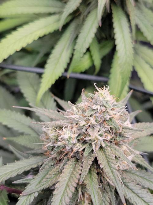 Mainlining & other curiosities. Week 19