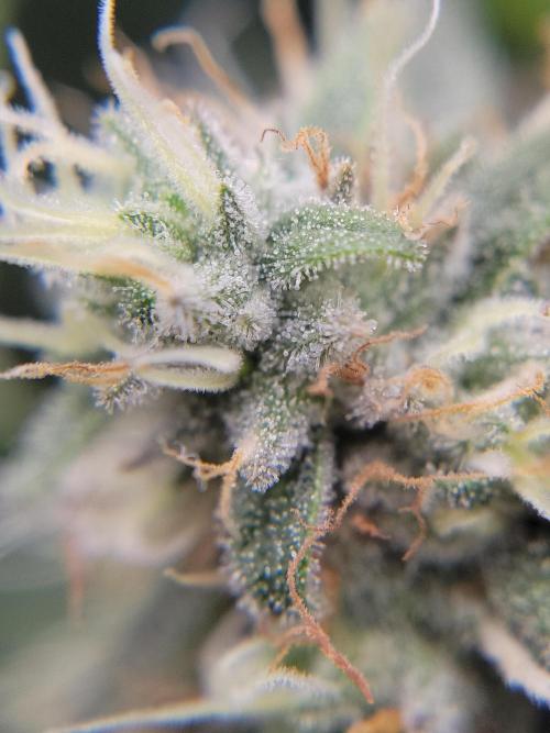 Mainlining & other curiosities. Week 19