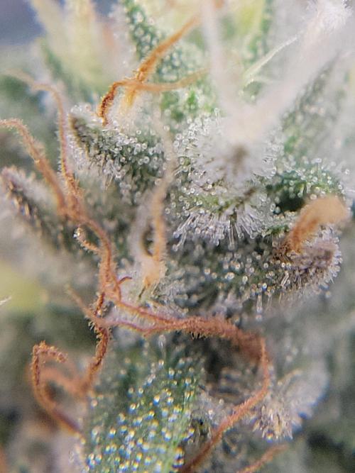 Mainlining & other curiosities. Week 19
