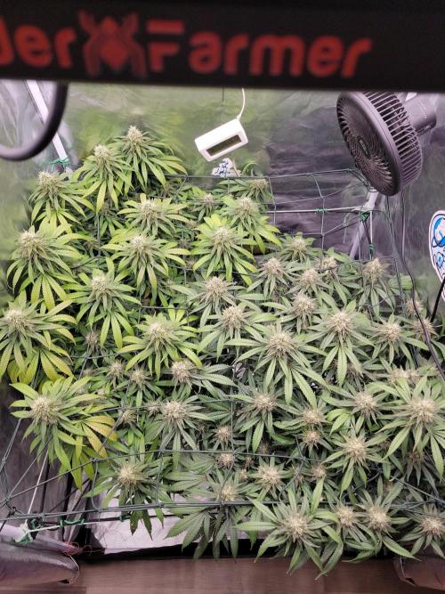 Mainlining & other curiosities. Week 19