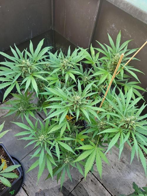 Outdoor 2026 Fastbuds. Week 12
