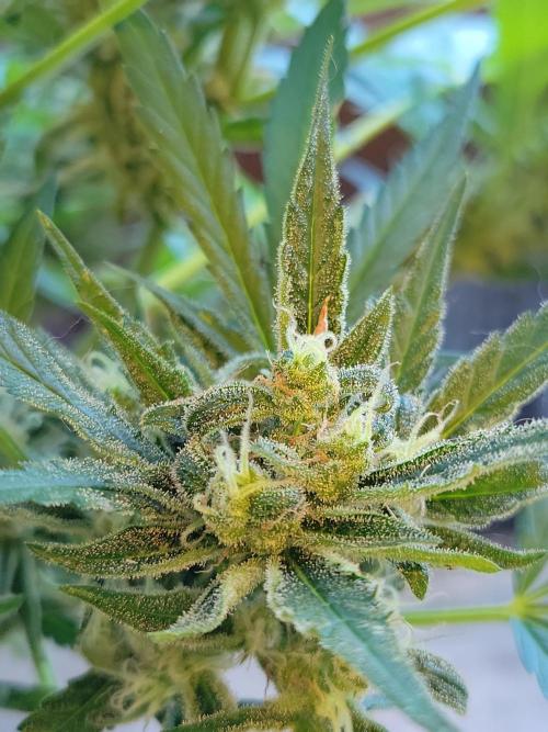 Outdoor 2026 Fastbuds. Week 12