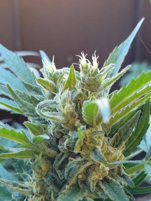 Outdoor 2026 Fastbuds. Week 12