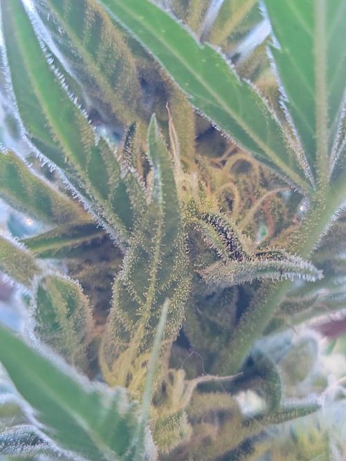 Outdoor 2026 Fastbuds. Week 12