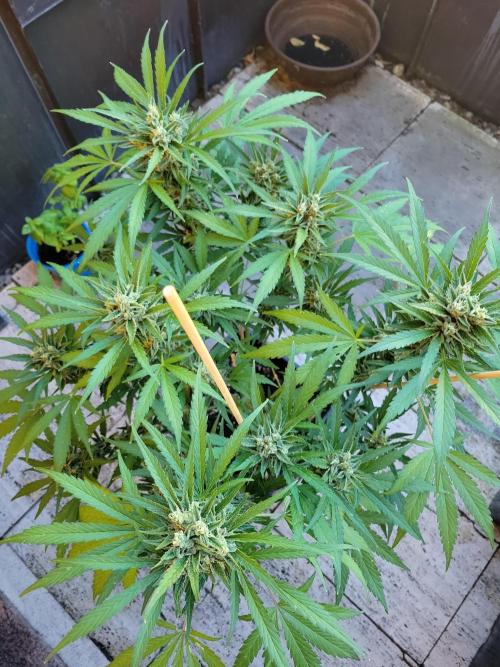 Outdoor 2026 Fastbuds. Week 12