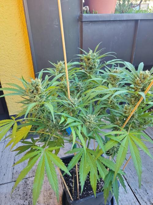 Outdoor 2026 Fastbuds. Week 12