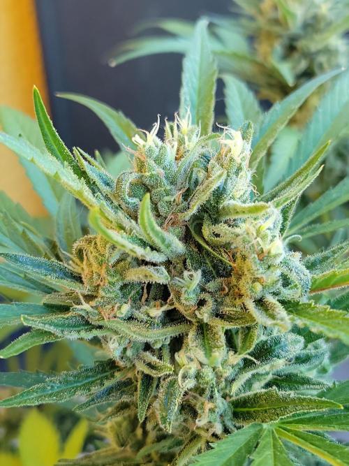 Outdoor 2026 Fastbuds. Week 12
