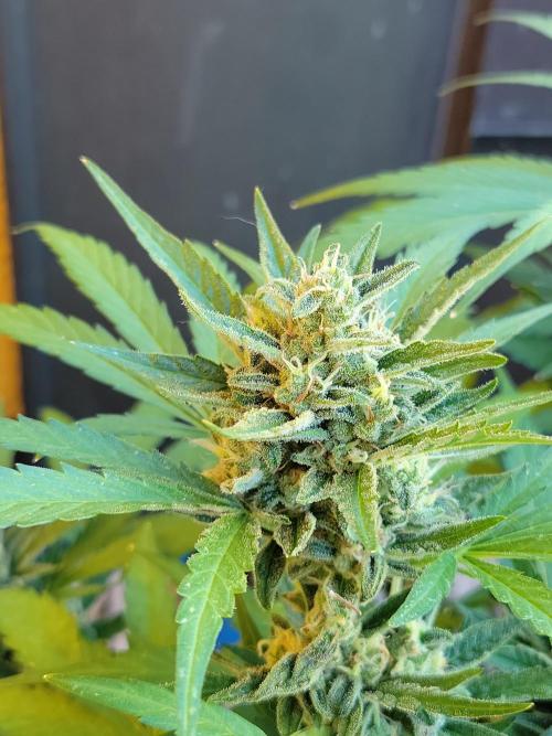 Outdoor 2026 Fastbuds. Week 12