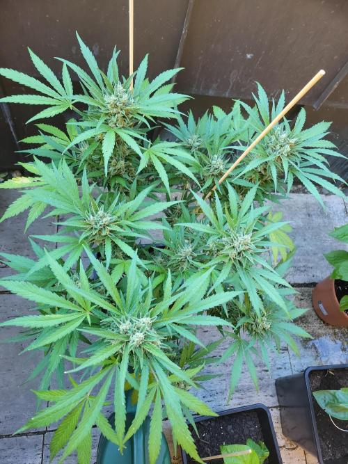 Outdoor 2026 Fastbuds. Week 12