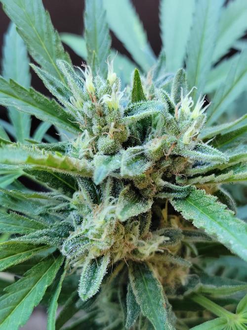 Outdoor 2026 Fastbuds. Week 12