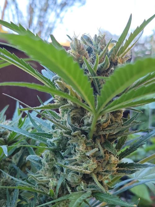 Outdoor 2026 Fastbuds. Week 12