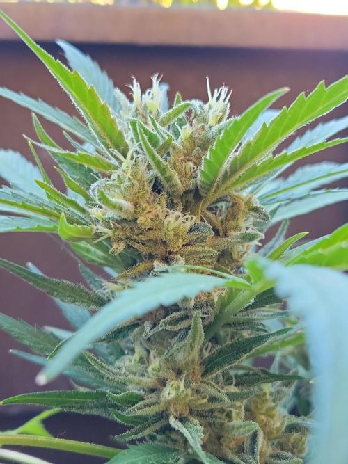 Outdoor 2026 Fastbuds. Week 12