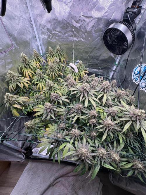 Mainlining & other curiosities. Week 20