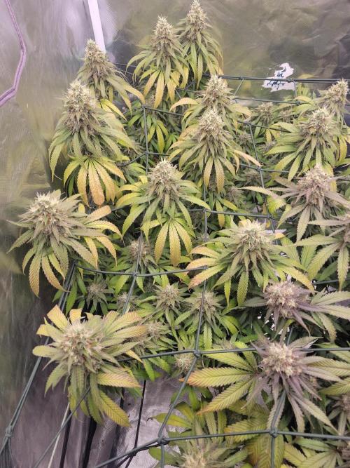 Mainlining & other curiosities. Week 20 - Tropicana Cherry