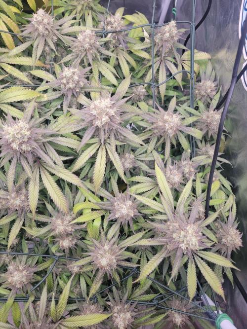 Mainlining & other curiosities. Week 20 - COxS
