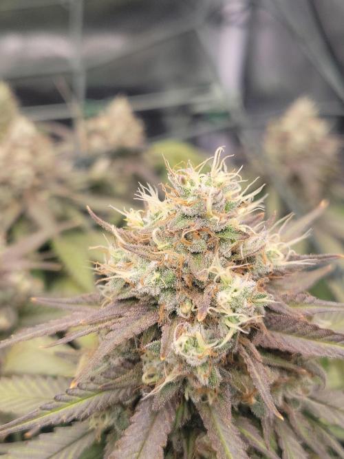 Mainlining & other curiosities. Week 20