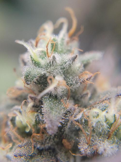 Mainlining & other curiosities. Week 20