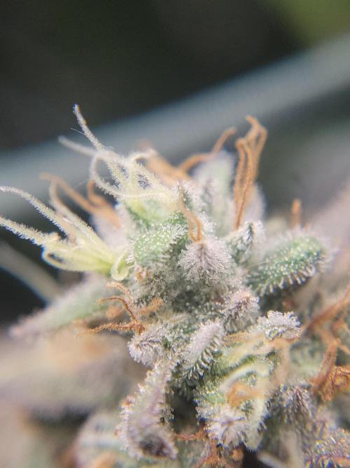 Mainlining & other curiosities. Week 20