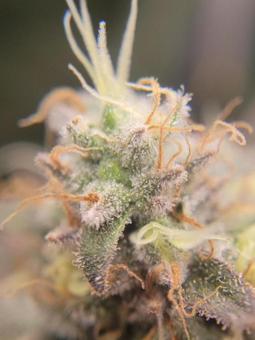 Mainlining & other curiosities. Week 20