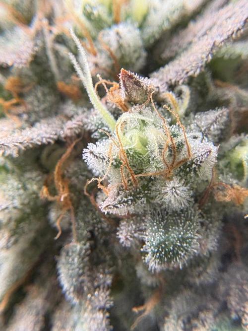 Mainlining & other curiosities. Week 20