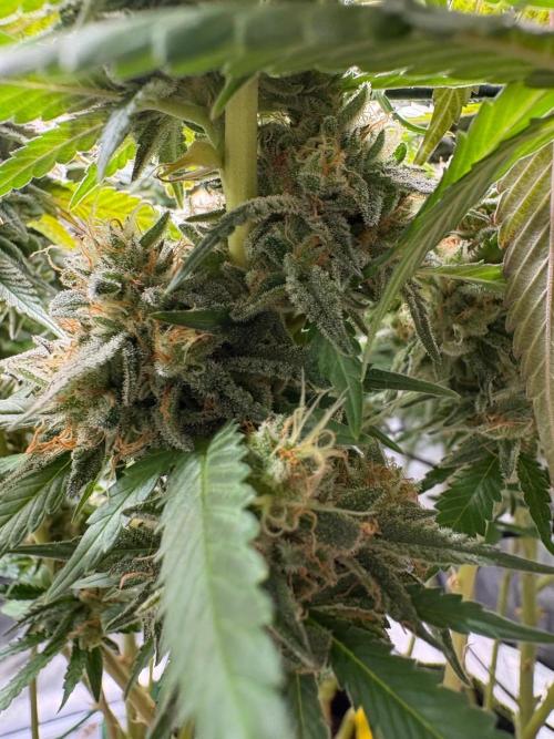 Mainlining & other curiosities. Week 20