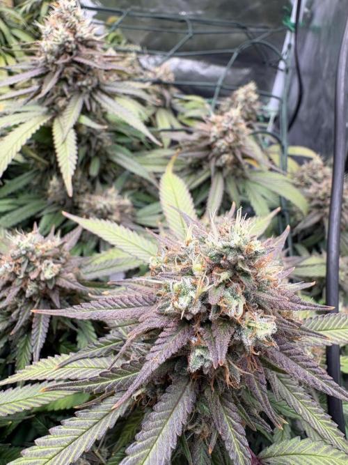Mainlining & other curiosities. Week 20