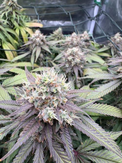 Mainlining & other curiosities. Week 20