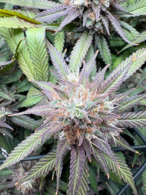 Mainlining & other curiosities. Week 20
