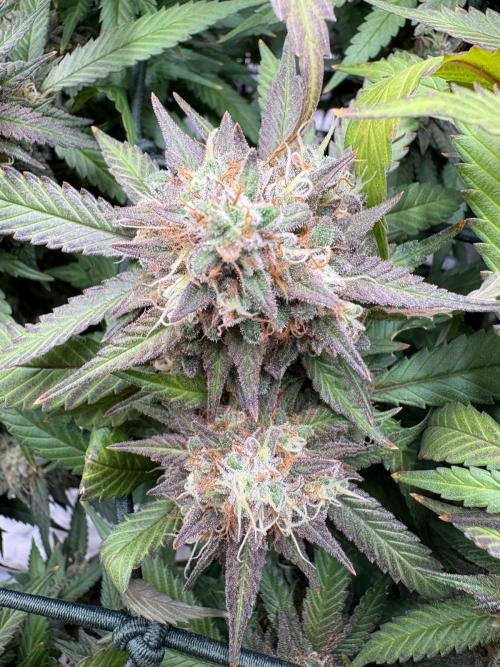 Mainlining & other curiosities. Week 20
