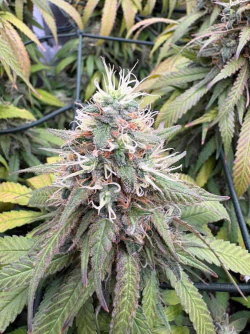 Mainlining & other curiosities. Week 20