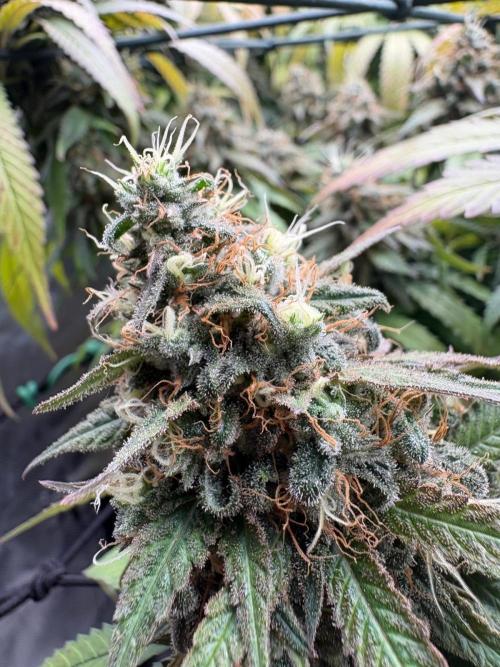 Mainlining & other curiosities. Week 20