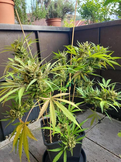 Outdoor 2026 Fastbuds. Week 13