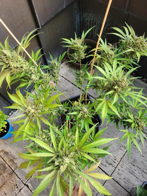 Outdoor 2026 Fastbuds. Week 13