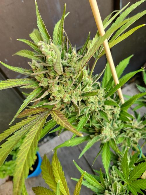 Outdoor 2026 Fastbuds. Week 13