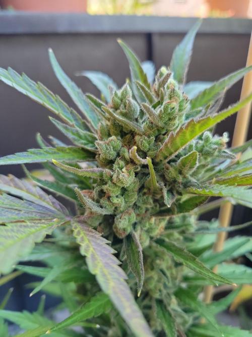 Outdoor 2026 Fastbuds. Week 13