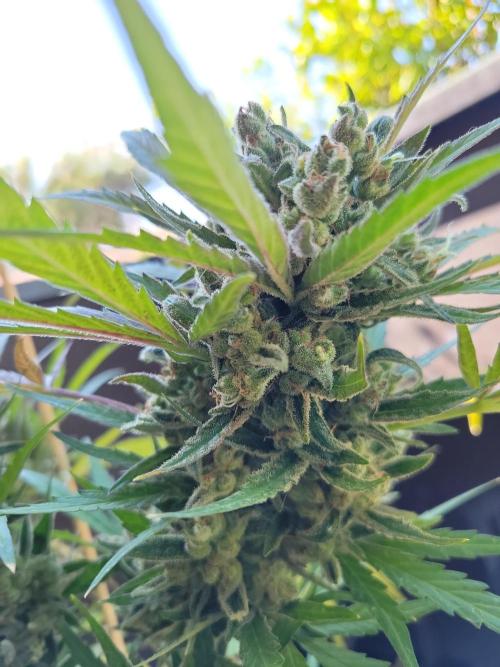 Outdoor 2026 Fastbuds. Week 13
