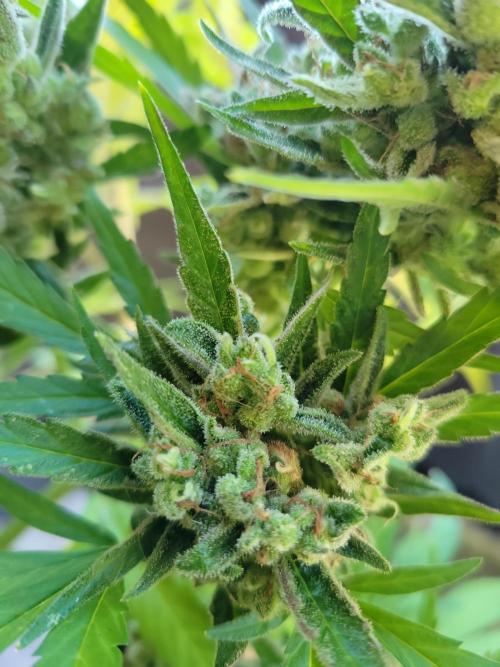 Outdoor 2026 Fastbuds. Week 13